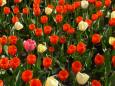 tulp alleen